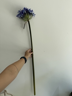 Vara de agapantus lila en internet
