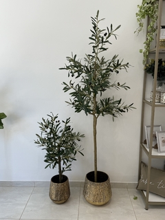 planta olivo 1.80 mts - comprar online