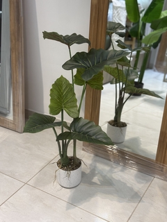 Planta Alocasia 70 cm