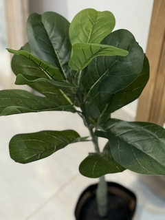 Planta Pandurata 70 cm - tienda online