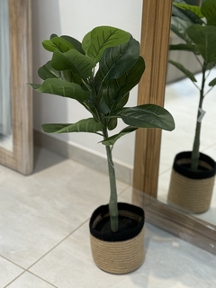 Planta Pandurata 70 cm - comprar online