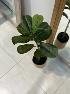 Planta Pandurata 70 cm en internet