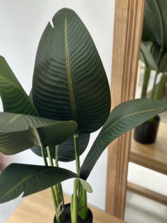 Planta Banana 80 cm