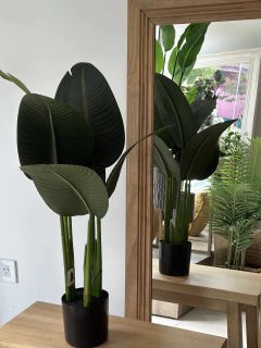 Planta Banana 80 cm - comprar online
