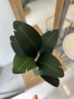 Planta Banana 80 cm en internet