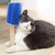 Escova para Gatos na internet