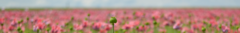 Banner de la categoría Maquillaje vegano