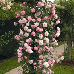 Mary Delany® (Mortimer Sackler) - Vivero Benavidez