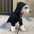 Moletom The north face + Gucci - Drip Pet Store