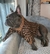 Sweater Fendi - Drip Pet Store