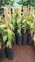 Mudas de Vanilla planifolia (mexicana) na internet