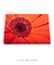 Quadro Decorativo - RED FLOWER - comprar online