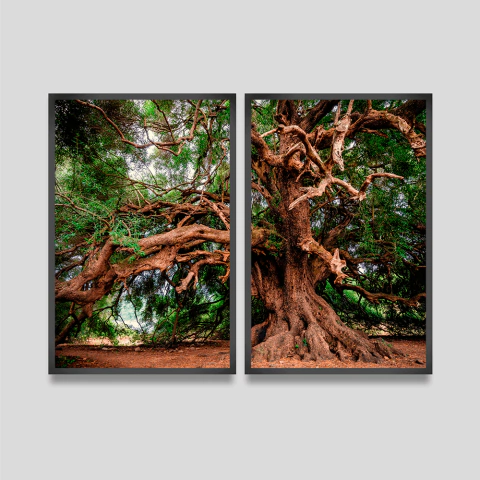 Kit 2 Quadros Decorativos Arvore De Carvalho