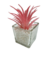 Pack X2 Plantas Artificial en Maceta Vidrio Cactus Suculenta - tienda online