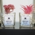 Pack X2 Plantas Artificial en Maceta Vidrio Cactus Suculenta