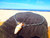 Pulsera Alpaca Caracol Natural
