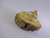 Anillo Ajustable Plata 925 Piedra Luna Natural - Alta Magia