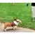 Coleira Guia Retrátil Para Cachorros pet 3/5 Metros - loja online
