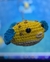 Imagem do Chaveiro de Amigurumi Baiacu