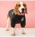 Jaqueta resistente ao frio para cães pequenos e médios, roupas engrossadas na internet