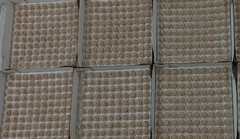 DOCINHOS
