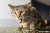 TUBO CATNIP - 10g de ervas para gatos - comprar online