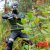 Kakashi Hatake - Naruto Shippuden