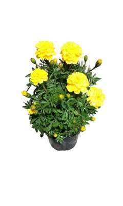 Flor de Cempasúchit en internet
