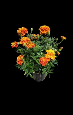 Flor de Cempasúchit - comprar en línea