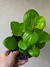 Peperomia Lemon