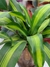 Palo de Agua (Dracaena fragans)
