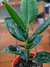 Ficus Elástica