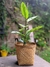 Canasto de bambu natural con asas de ecocuero en internet
