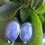Brinco Prata com Quartzo Azul