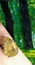 Anel Greengold Gota Star na internet