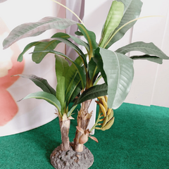 bananeira