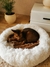 Caminha para pets - comprar online