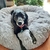 Caminha para pets - comprar online