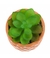 Vaso Barro Cimento Planta Artificial Modelo B 8x6x6cm na internet