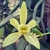 Fava de Baunilha (Vanilla Planifolia) 10 Unidades, Direto do Produtor Orgânica 100% Natural na internet