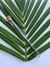 Fava de Baunilha (Vanilla Tahitensis) Orgânico 100% Natural - comprar online