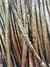 Fava de Baunilha (Vanilla Planifolia) 500g, Direto do Produtor, 100% Natural e Orgânica