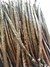 Fava de Baunilha (Vanilla Planifolia) 500g, Direto do Produtor, 100% Natural e Orgânica - Toldya Vanilla Co.