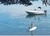 Imagen de Bermuda Safari 550