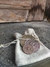 Moedas Harry Potter - Banco Gringotts - 03 Moedas + Saquinho