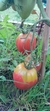 Tomate Criollo Corazon de Buey en internet