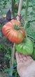 Tomate 3 Cantos Rosa - comprar online