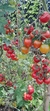 Super Cherry Rojo en internet