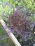 Mizuna Japonesa Violeta en internet