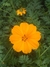 Cosmos Naranja - comprar online